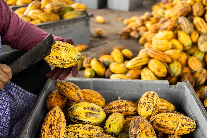 Cocoa beans at the Tangerang facility