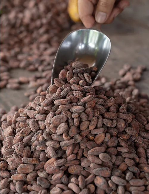 Cocoa beans symbolising our commitment to quality