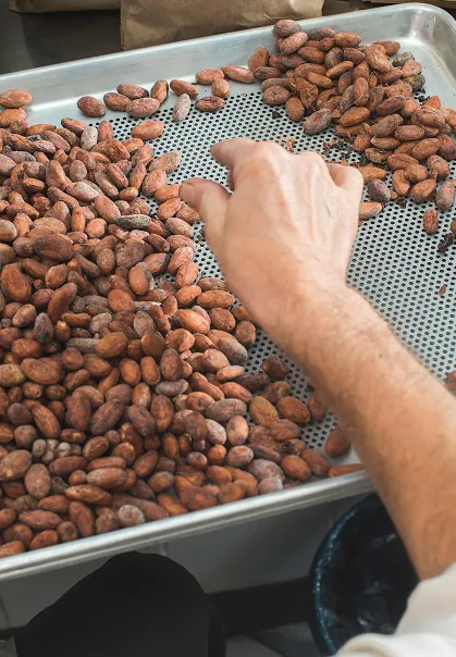 Raw cocoa beans