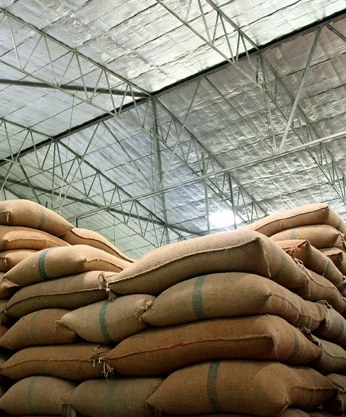 Cocoa beans packed in sacks ready for shipment