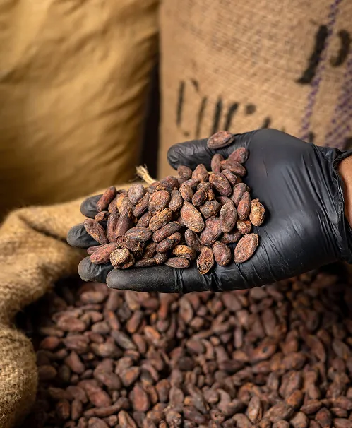 Cocoa beans being sorted for quality