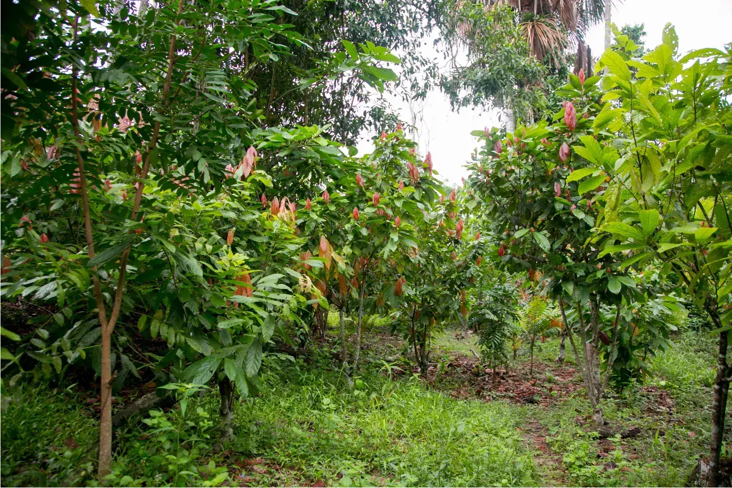 Cocoa tree with pods in Indonesia